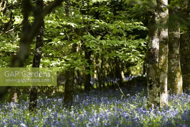 Les jacinthes des bois poussent dans un jeune jardin boisé à feuilles larges du Dartmoor. Printemps. Peut.