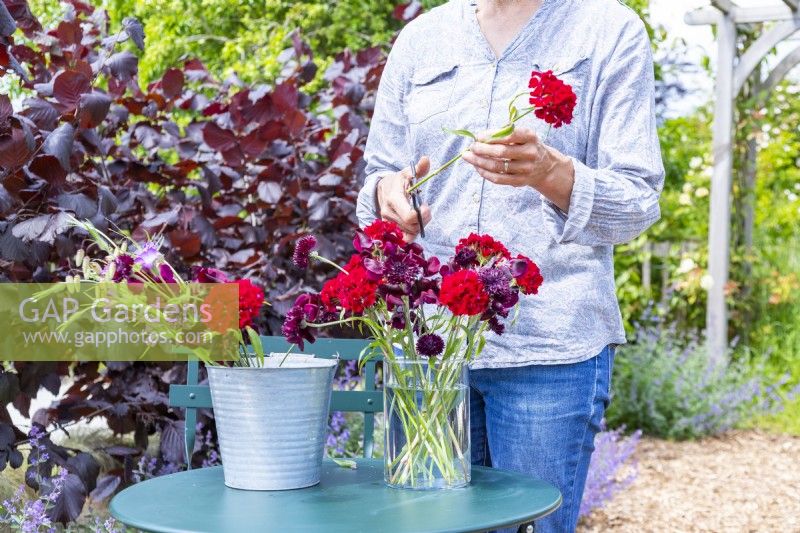 Femme arrangeant un bouquet contenant Dianthus barbatus 'Messenger', Centaurea 'Black Ball', Agrostemma githago - Corncockle et Briza maxima