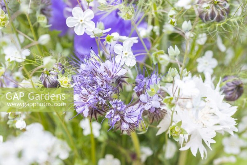 Bouquet de fleurs contenant Omphalodes 'Little Snow White', Lathyrus 'Midnight Blues', Phacelia tanacetifolia, Nigella hispanica et Centaurea 'Ball White'