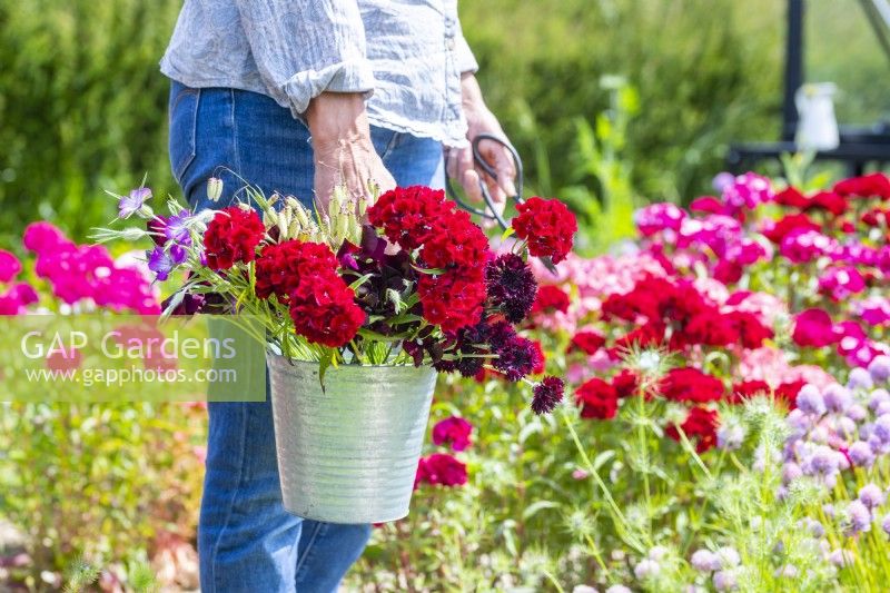 Femme portant un seau contenant Dianthus barbatus 'Messenger', Agrostemma githago - Corncockle, Centaurea 'Black Ball' Bleuets et Briza Maxima