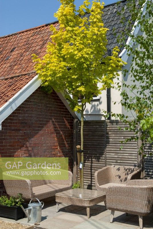 Meubles en rotin sur patio avec Acer 'Princeton Gold' tree in corner - Open Gardens Day, Shelfanger, Norfolk