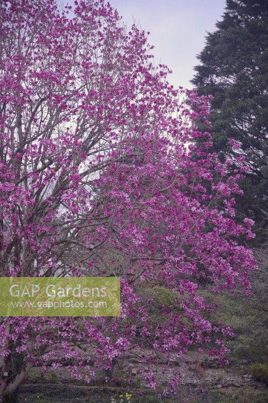 Magnolia sprengeri 'Marwood Spring' - la plante originale de Marwood Hill Gardens UK