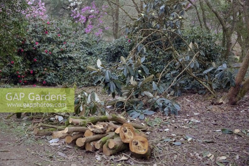 Dommages causés par les tempêtes hivernales de Rhododendron macabeanum
