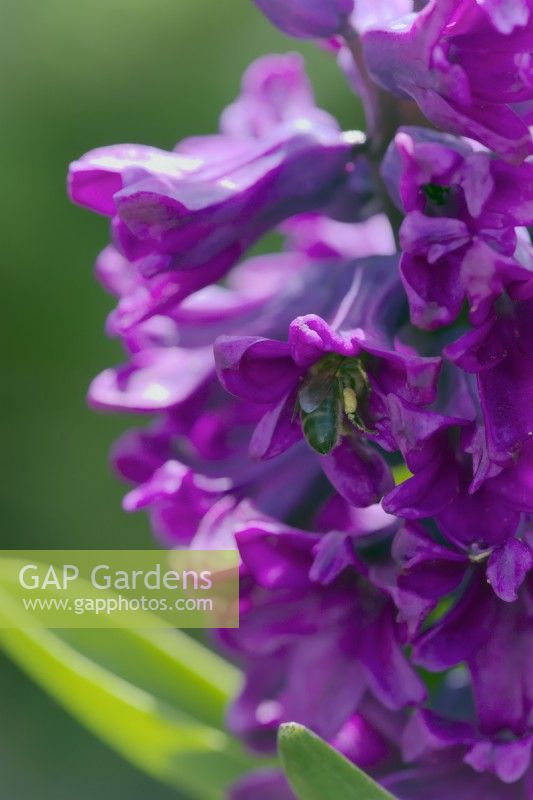 Hyacinthus 'Purple Sensation' avec abeille pollinisatrice - Apis mellifera