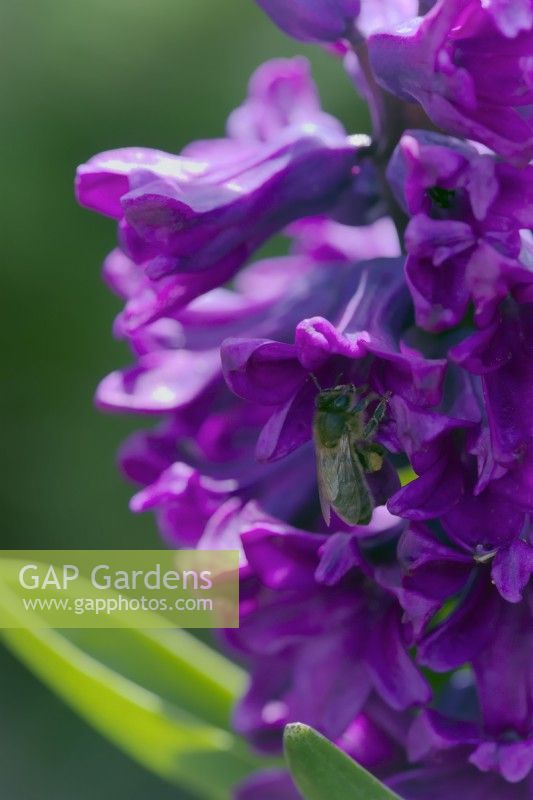 Hyacinthus 'Purple Sensation' avec abeille pollinisatrice - Apis mellifera