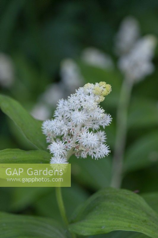 Maianthemum racemosum syn. Smilacena racemosa, faux sceau de salomon, plante vivace herbacée à feuilles pointues sous des fleurs parfumées blanc crème en mai.