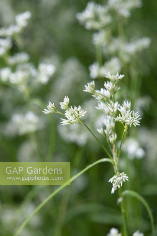 Luzula nivea, snowy woodrush, une graminée vivace à feuilles persistantes avec des grappes de fleurs blanc verdâtre à partir de juin.