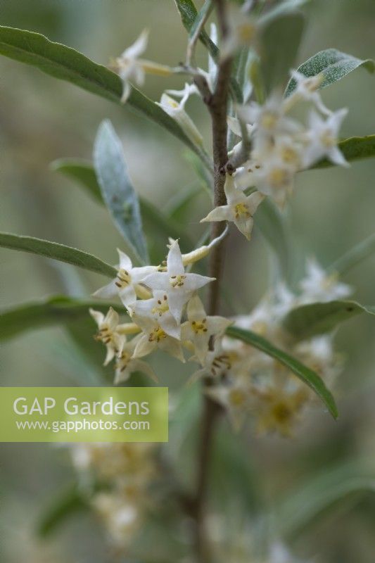 Elaeagnus 'Quicksilver', oleaster, un arbuste à feuilles caduques avec des feuilles argentées pointues et de minuscules fleurs blanches parfumées en juin.