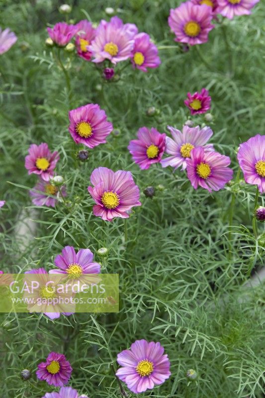 Cosmos bipinnatus 'Xsenia' - Aster mexicain