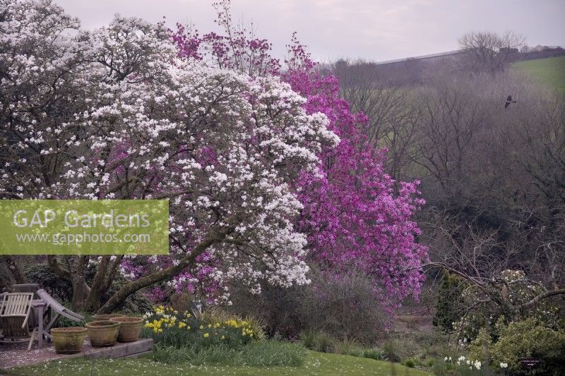 Magnolia x loebneri 'Merrill' avec Magnolia sprengeri 'Marwood Spring' à Marwood Hill Garden, Devon