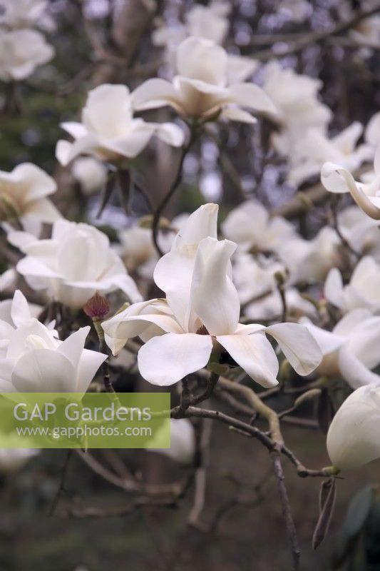 Magnolia Leda - un hybride Gresham