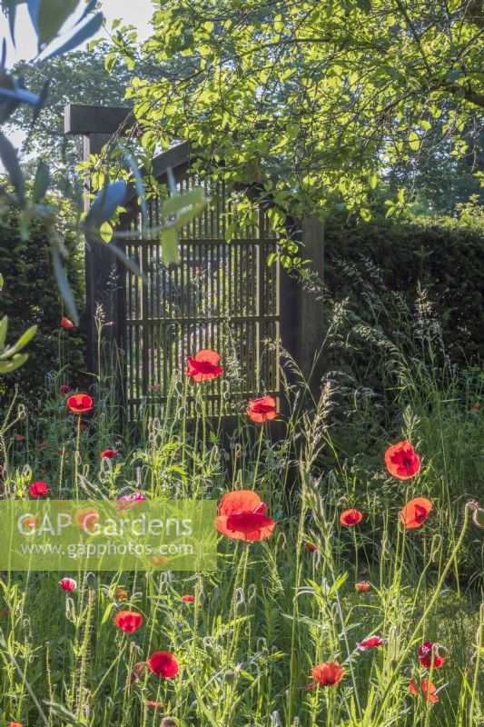 Papaver rhoeas rétroéclairé devant la porte du jardin noir à lattes