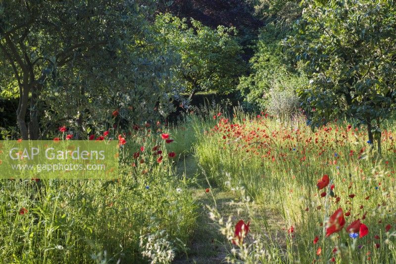 Prairie de Papaver rhoeas et Centaurea cyanus - coquelicots et bleuets - avec chemin fauché