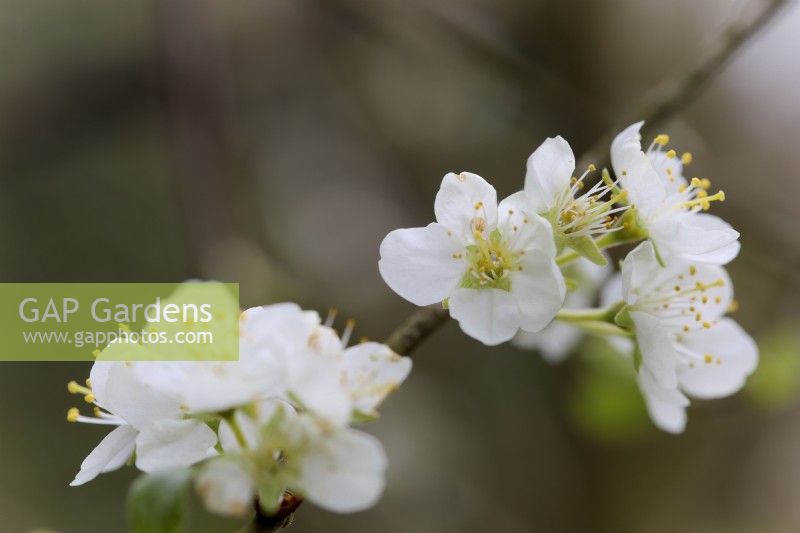 Prunus domestica 'Dunster Plum' fleur