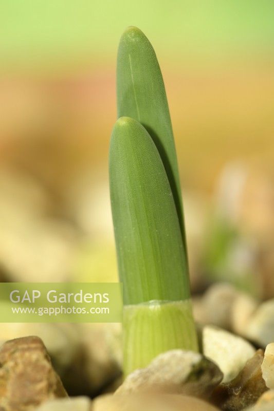 Narcissus 'Garden Opera' Jonquille Nouvelle pousse poussant dans le gravier Div 7 Jonquilla Février