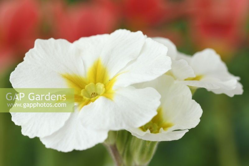 Primula 'Crescendo mixed' Polyanthus Une couleur du mélange mars