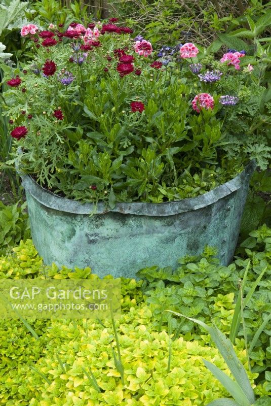 Ancien bain à remous en cuivre, montrant des signes naturels d'altération, contenant diverses plantes à fleurs et situé dans un parterre d'herbes