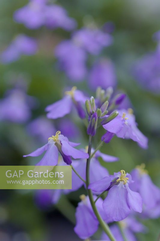 Les fleurs comestibles d'Orychophragmus violaceus - légume salade de cresson violet chinois