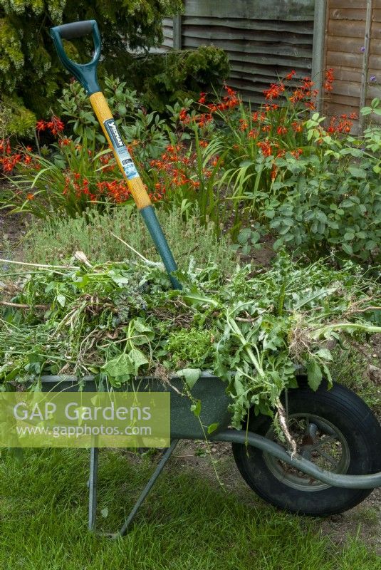 Brouette pleine de mauvaises herbes levées des parterres de jardin