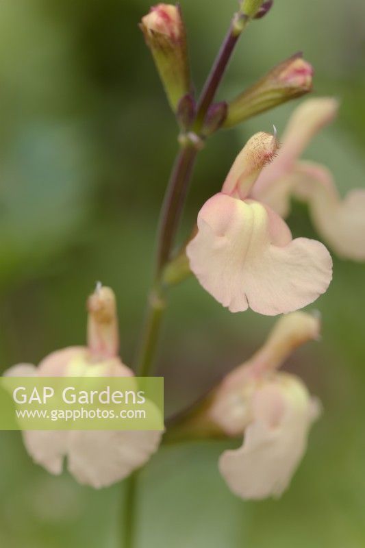 Salvia Californie Coucher de soleil