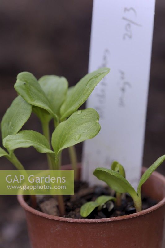 Melianthus major semis en germination semés au début du printemps