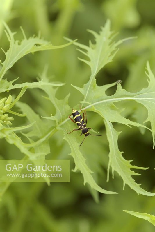 Clytus arietis - Wasp Beetle reposant sur des feuilles de Mizuna - Brassica rapa nipposinica. Un mime inoffensif de guêpes qui se nourrit de pollen et vit de bois mort
