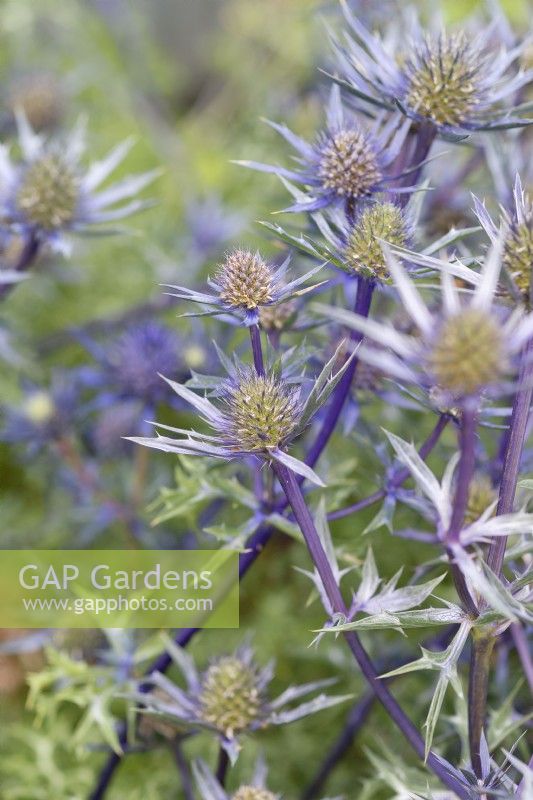 Eryngium bourgatii Picos Améthyste