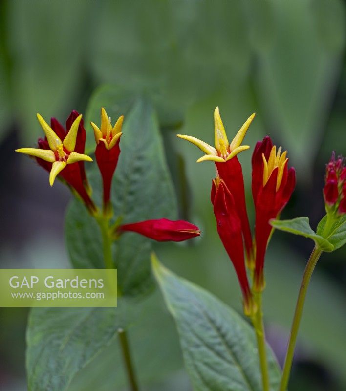 Spigelia marilandica Petite Rousse