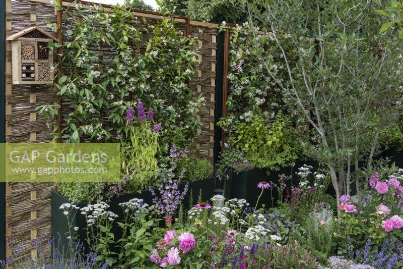 Les écrans de clôture en saule et en noisetier soutiennent le jasmin étoilé parfumé, Trachelospermum jasminoides, qui pousse dans de grandes jardinières avec des herbes. Dans les parterres de fleurs sont plantés un arbre d'aubépine, Rosa 'Princesse Alexandra de Kent' et des plantes vivaces herbacées.