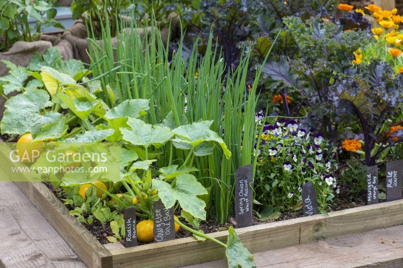 Un petit potager est planté de rangs de courgette 'One Ball', de ciboule 'White Holland, de violettes, de chou frisé et de soucis.