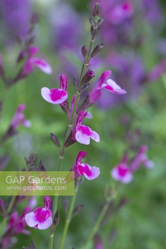 Salvia greggii 'Icing Sugar', une salvia arbustive aux feuilles aromatiques et aux épis de fleurs bicolores, rose foncé et rose clair.