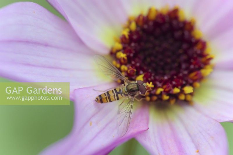 Marmelade Syrphe - Episyrphus balteatus se nourrissant de pollen sur un cultivar de Dahlia