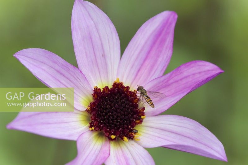 Marmelade Syrphe - Episyrphus balteatus se nourrissant de pollen sur un cultivar de Dahlia
