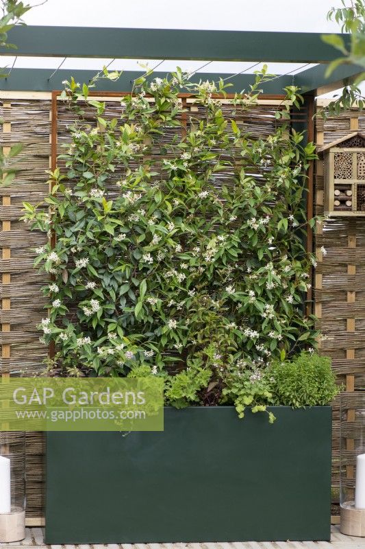 Un écran de clôture en saule et en noisetier soutient le jasmin étoilé parfumé, Trachelospermum jasminoides, qui pousse dans une grande jardinière avec des herbes.