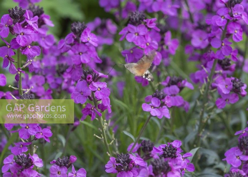 Erysimum Bowles Mauve avec Humming-Bird Hawk-Moth