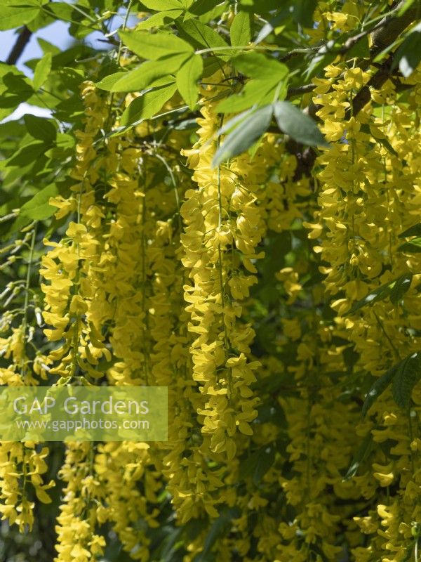 Racèmes de fleurs de cytise jaune