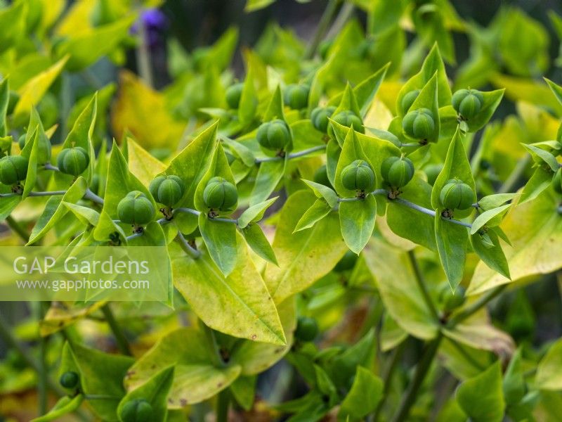 Euphorbia lathyris - Caper Spurge Été Juillet