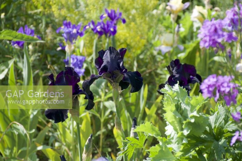 Giverny, France - Jardin de Monet - Iris 'Black Swan' - Mai 2023