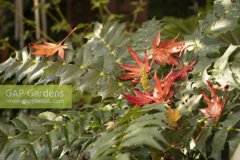 Mahonia japonica avec la chute des feuilles d'acer dans le jardin des quatre saisons - West Midlands - octobre