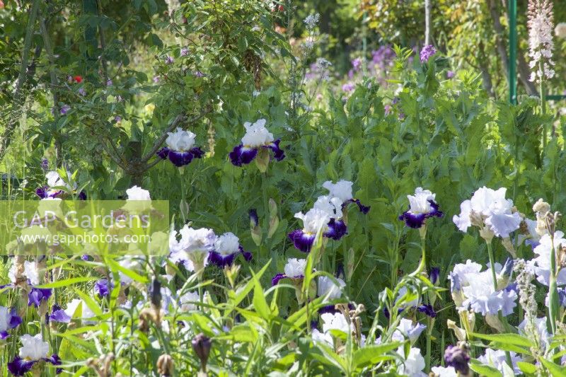 Giverny, France - Jardin de Monet - Iris 'Faience De Gien' Mai 2023