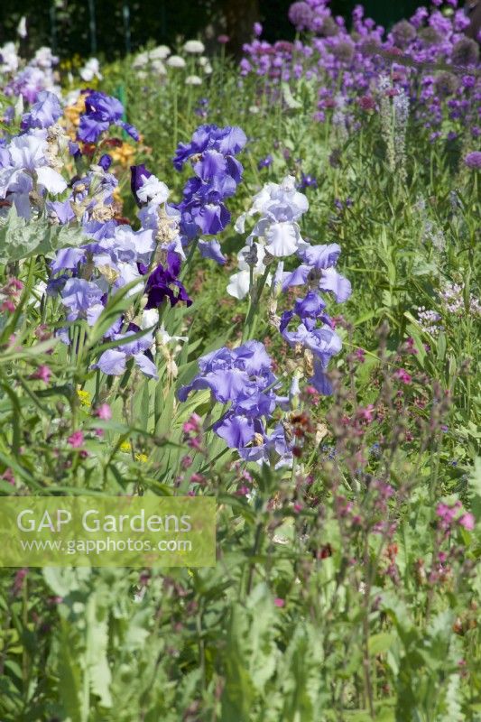 Giverny, France - Parterre de fleurs d'Iris dans le jardin de Monet - Parterre de fleurs avec des iris lilas et blancs - Mai 2023