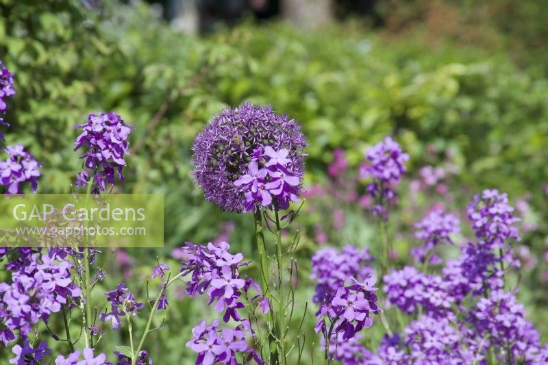 Giverny, France - Allium 'Purple Sensation' et roquette sucrée dans le Jardin de Monet - Mai 2023