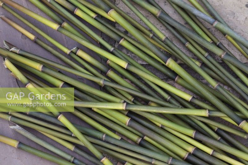 Couper des longueurs de plantes de bambou poussant dans le jardin pour les utiliser comme supports de plantes