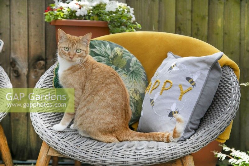 Chat roux assis sur une chaise en rotin avec des coussins dans un petit jardin, juillet
