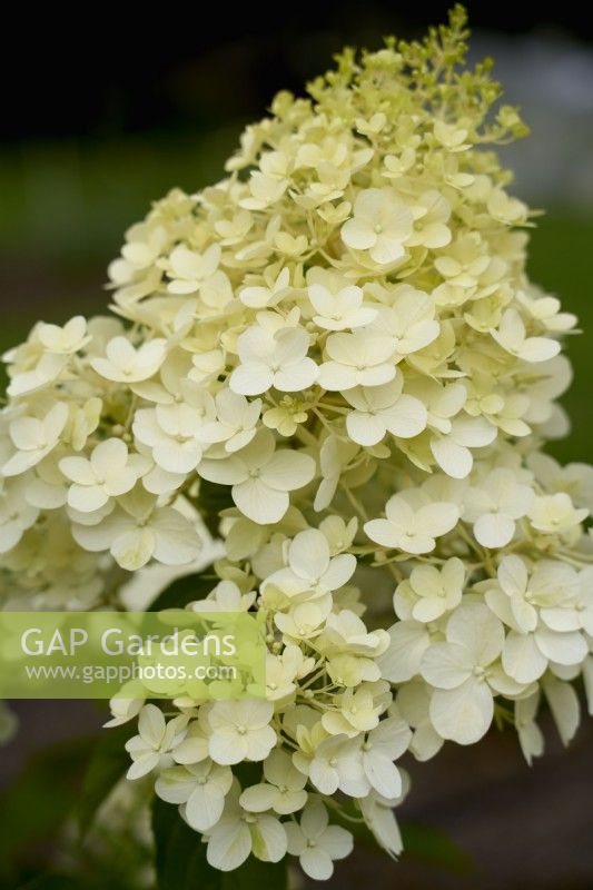 Hortensia 'Hercule'