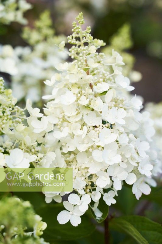 Hortensia 'Pinky Winky' montrant des fleurs blanches précoces