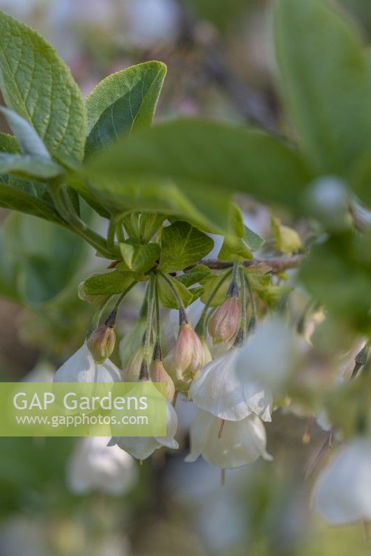 Halesia carolina Vestita Group floraison au printemps - avril