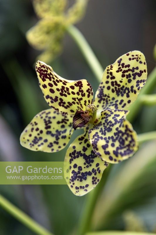 Grammatophyllum speciosum, orchidée géante