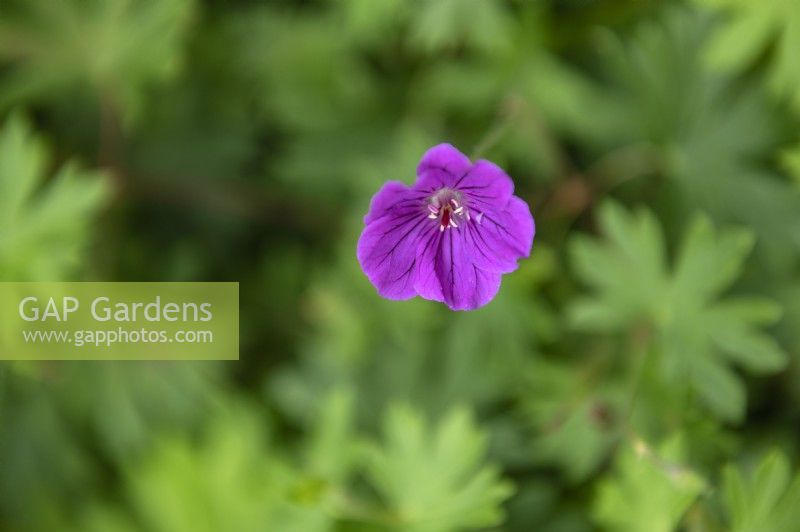 Geranium sanguineum 'Tiny Monster' Géranium sanguin