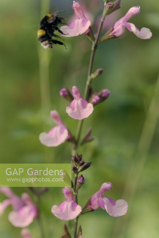 Salvia Lara avec Bombus lucorum - le bourdon à queue blanche qui se pose sur une fleur
